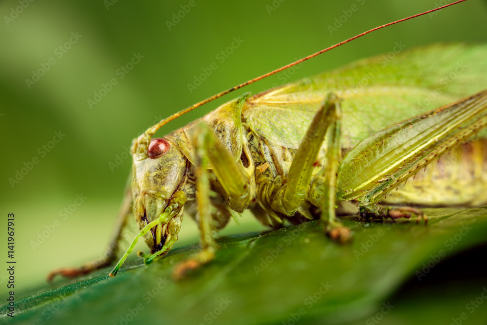 Grasshopper on a green background