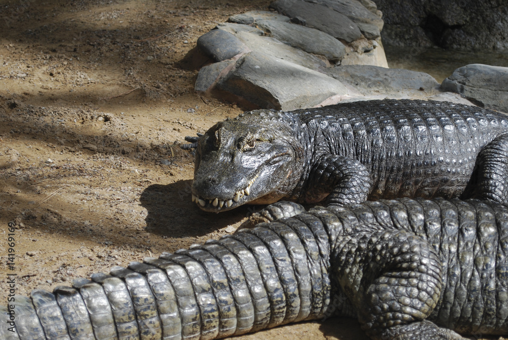 Crocodile (Caiman crocodilus) adult on the sand. Crocodile (Caiman crocodilus) adult on the sand.