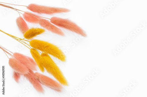 Lagurus ovatus, Hare's Tail Grass, Bunny-tail. Used in gardening as ornamental grass, dried foliage used in decorative work photo