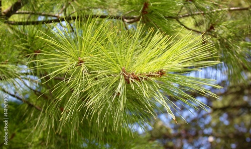 A branch of the evergreen tree on a close up view.