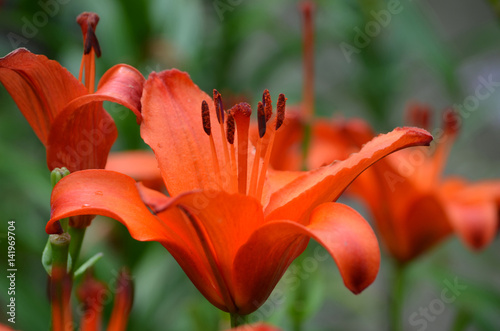 Fototapeta Naklejka Na Ścianę i Meble -  Gorgeous Blooming Orange Lily Flowering in a Garden