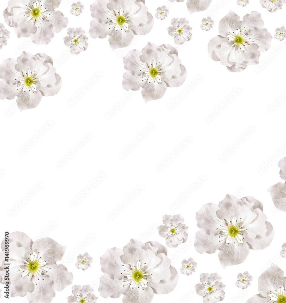 Flowering branch of apple isolated on a white background. Spring Flowering branch of apple isolated on a white background. Spring