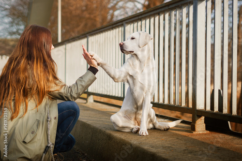 weißer labrador retriever hund und junge frau geben sich ein High Five zum Begrüßen photo