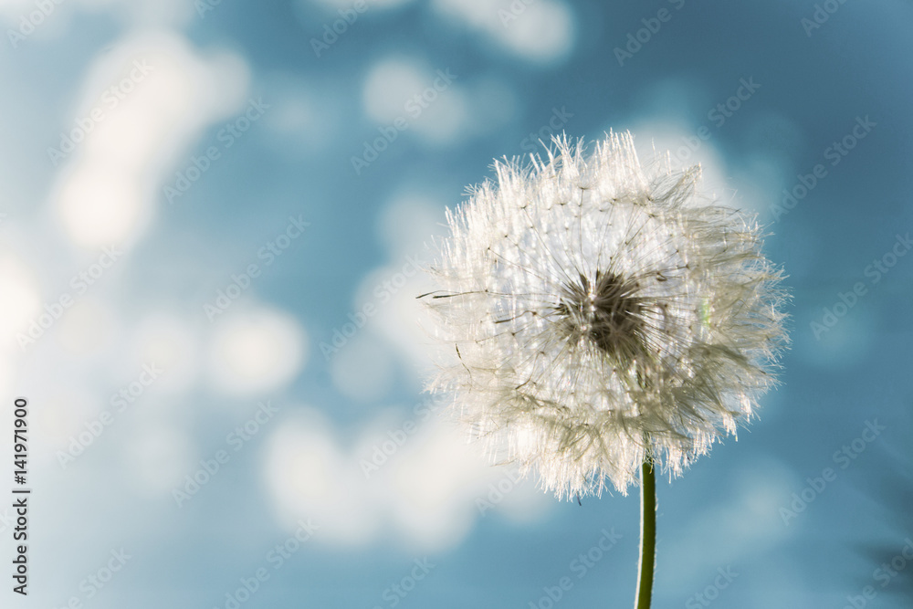 Taraxacum Officinale - Flower