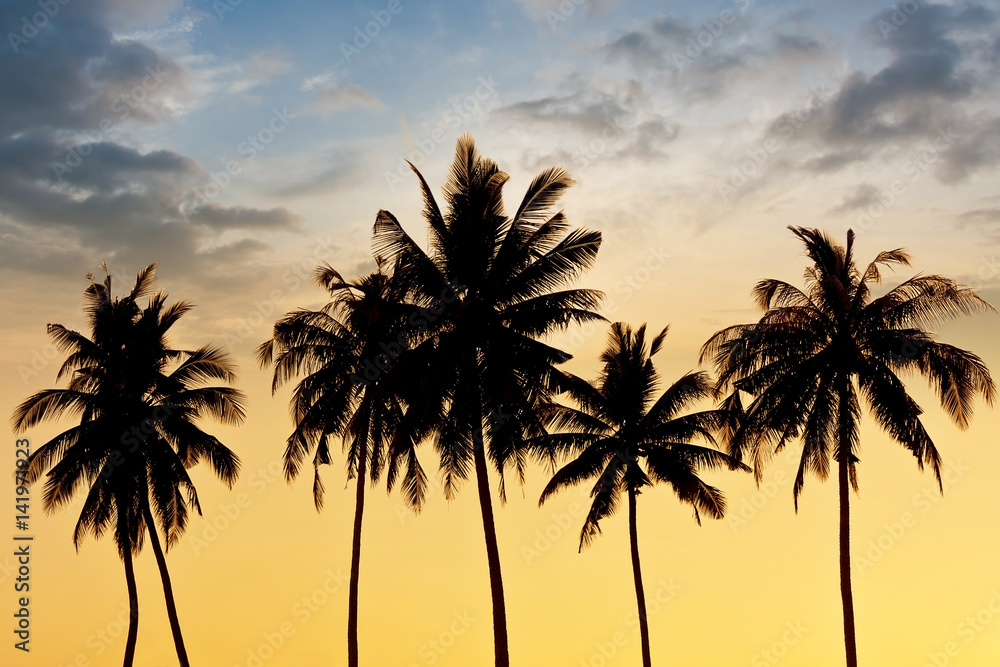 Coconut tree silhouette twilight time