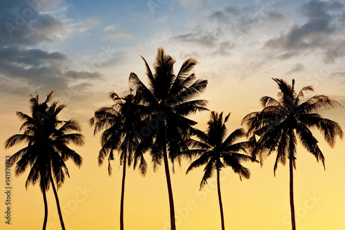 Coconut tree silhouette twilight time © taitai6769