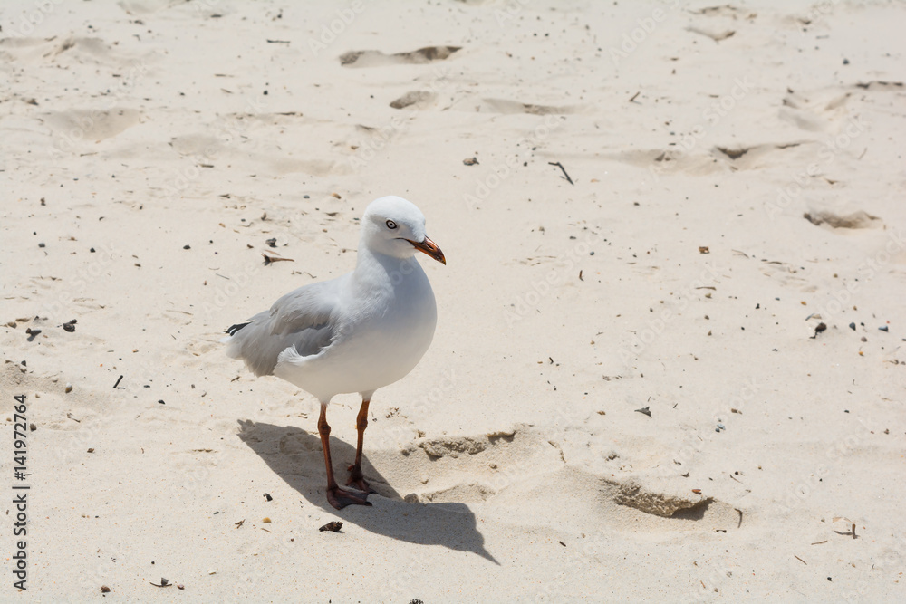 The white and grey seagull with red beak and red paws stands on the send on the beach in Gold Coast, Australia The white and grey seagull with red beak and red paws stands on the send on the beach in Gold Coast, Australia
