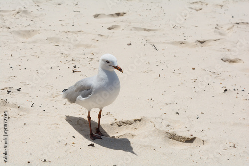 The white and grey seagull with red beak and red paws stands on the send on the beach in Gold Coast  Australia