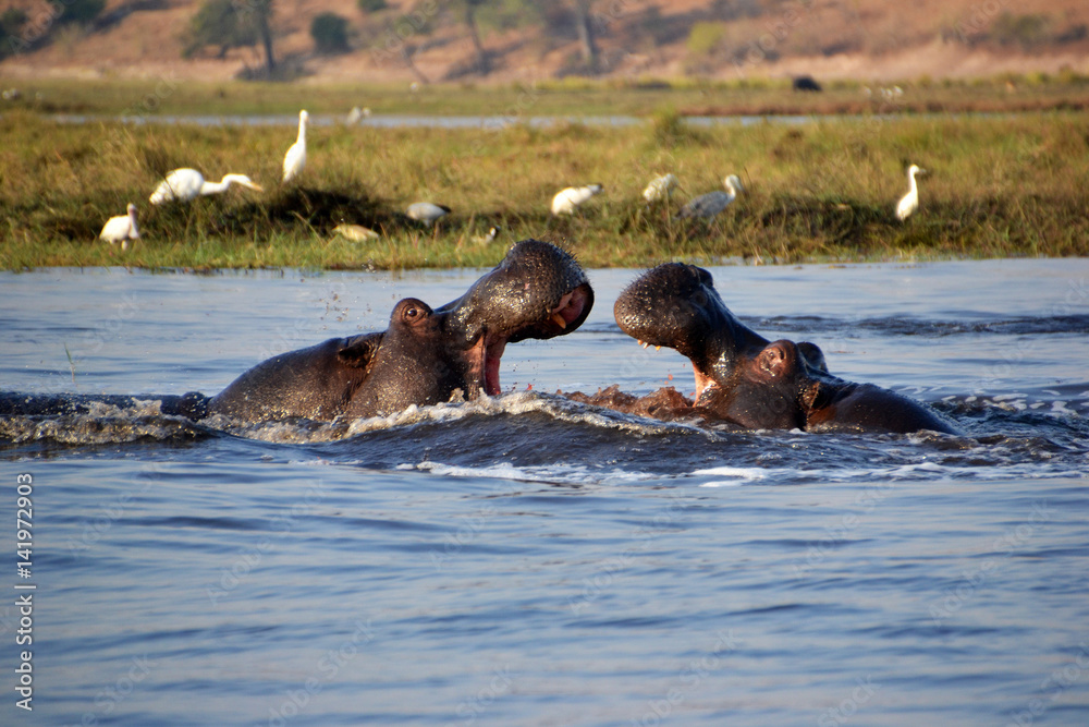 Fototapeta premium Hippopotamus in Chobe National Park