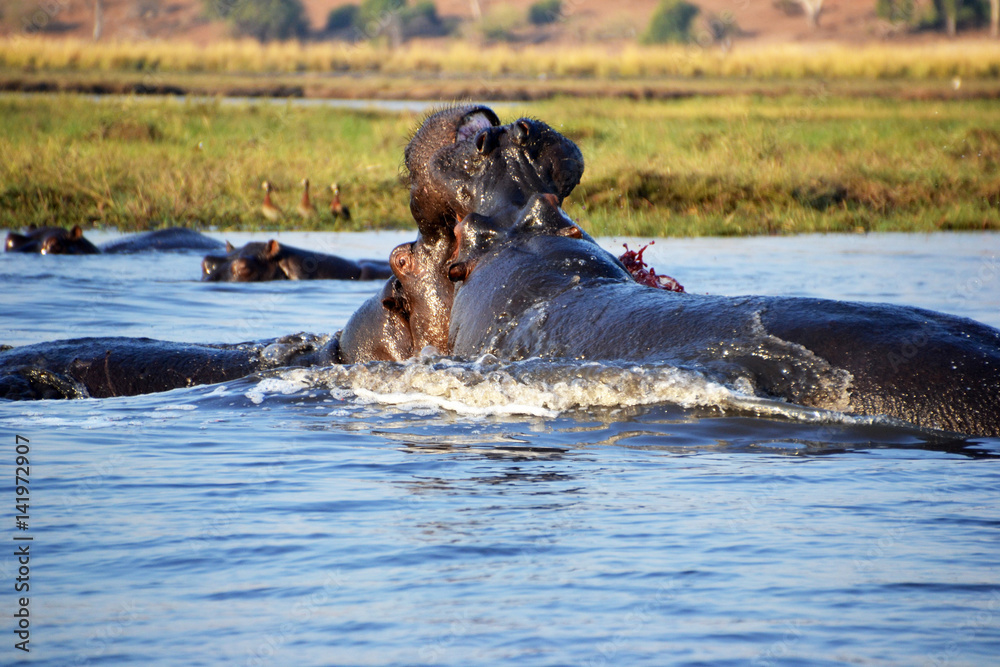 Fototapeta premium Hippopotamus in Chobe National Park