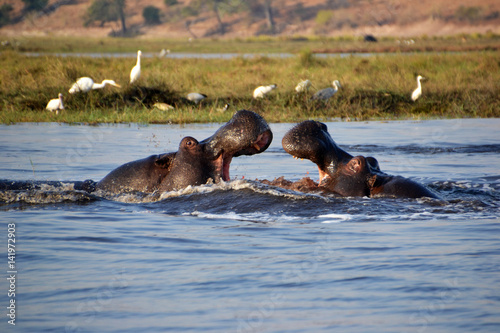 Hippopotamus in Chobe National Park