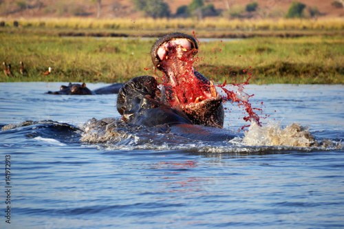 Hippopotamus in Chobe National Park