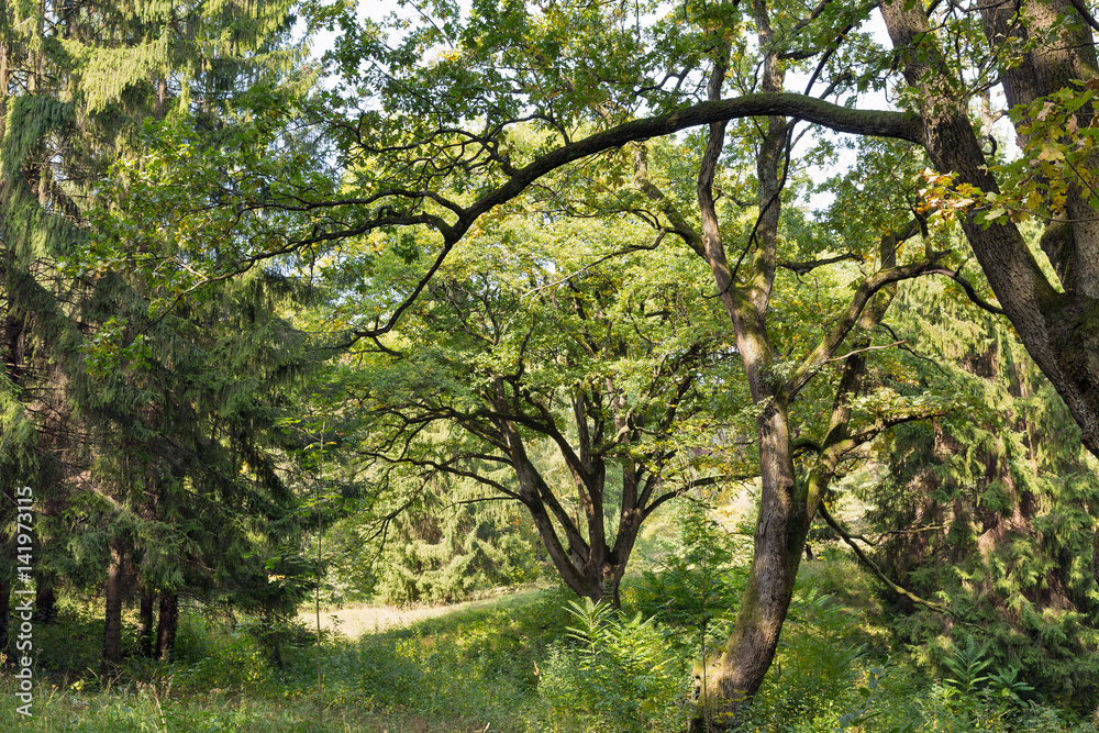 Old park close to Schonborn Castle. Chynadiyovo, Ukraine. Old park close to Schonborn Castle. Chynadiyovo, Ukraine.