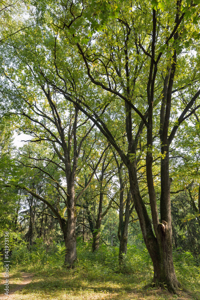 Old park close to Schonborn Castle. Chynadiyovo, Ukraine.