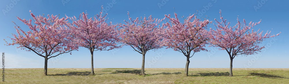 Japan sakura, pink cherry blossoms tree and blue sky on spring season. Japan sakura, pink cherry blossoms tree and blue sky on spring season.