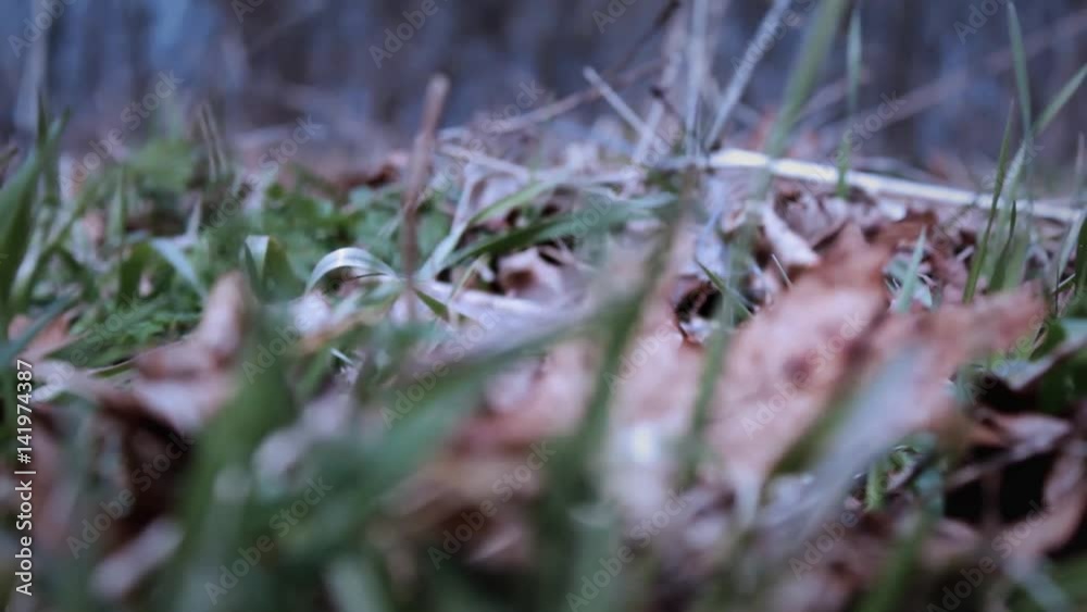 Smooth Camera move along spooky windy grass blades near Halloween in October Smooth Camera move along spooky windy grass blades near Halloween in October
