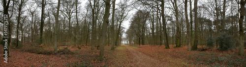 Forest in winter. Netherlands. Echten Drente. Panorama. Lane with beechtrees photo