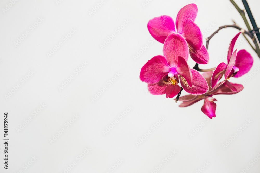 Phalaenopsis orchid flowers isolated on white background. Phalaenopsis orchid flowers isolated on white background.