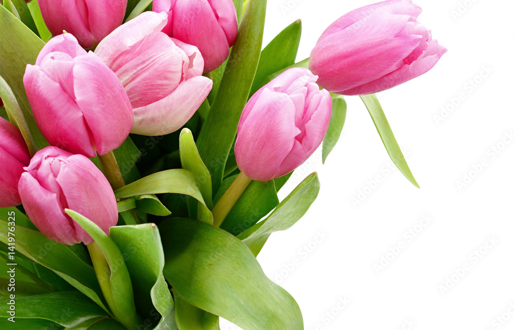 Closeup of pink tulip flowers bouquet Closeup of pink tulip flowers bouquet