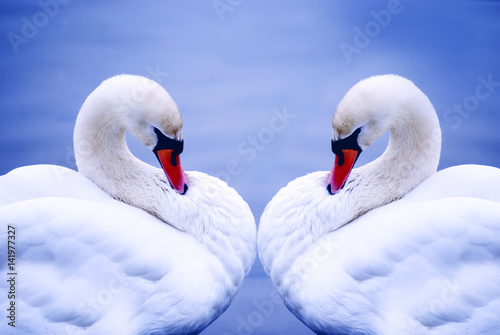 Two swans on blue water background 