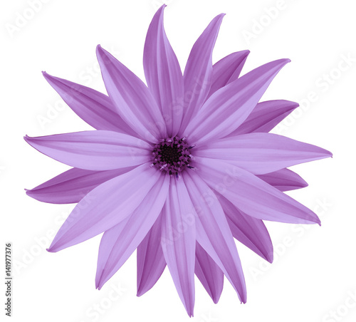 Garden  light violet flower  white isolated background with clipping path.  Closeup.  no shadows. view of the stars   for the design.  Nature.