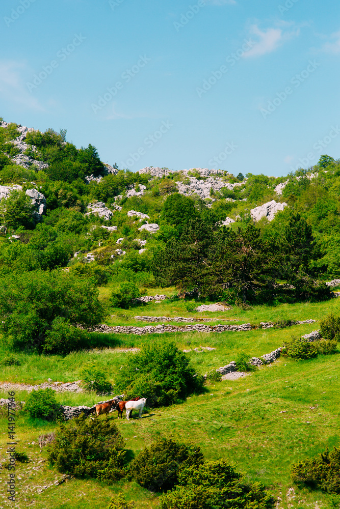 Horses on the meadow in the mountains of Montenegro, in the village Njegusi.