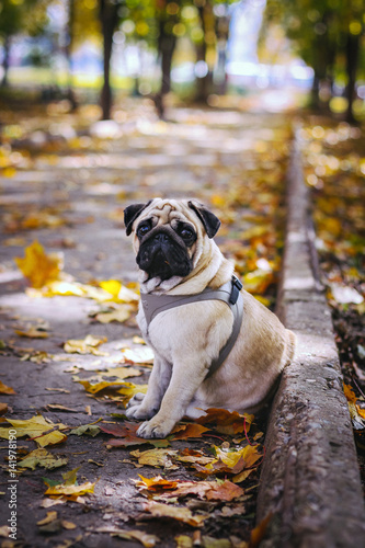 pug on a walk in autumn