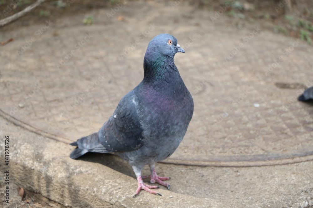 鳩 鳩