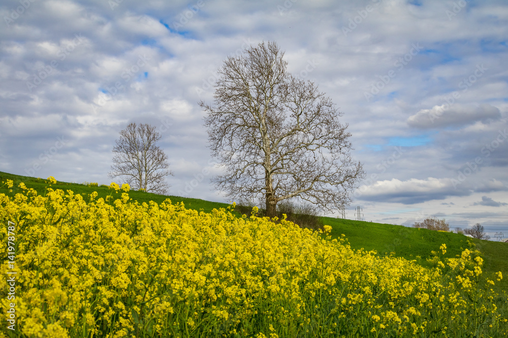 Obraz premium wildflowers