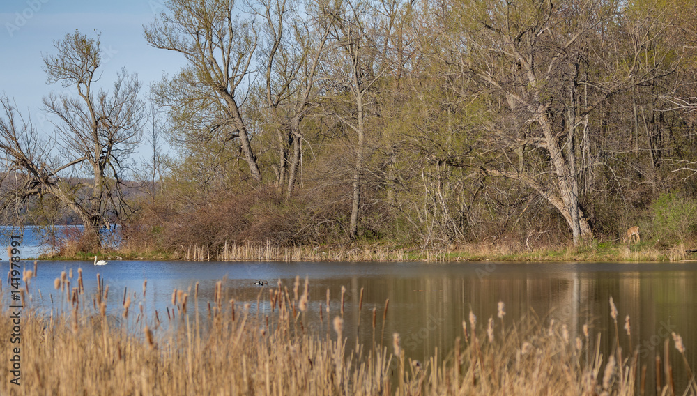 Morning at the marsh