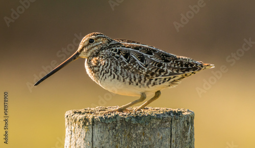 Snipe bird