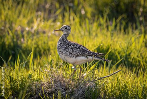 Upland Sandpiper