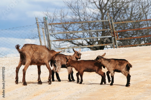 Goat mom with youngsters