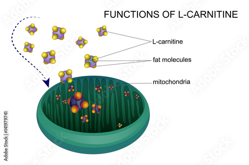 l-carnitine transports fat molecules into the mitochondria photo