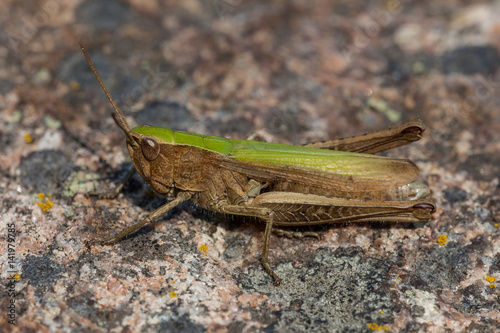 Wiesengrashüpfer