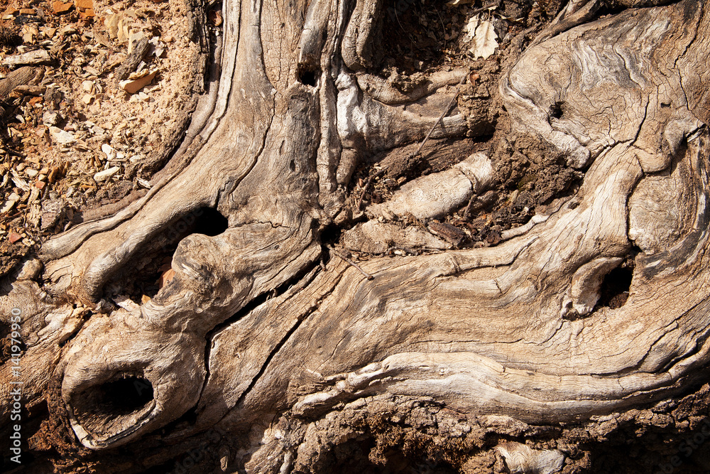 Twisted root of the tree Twisted root of the tree