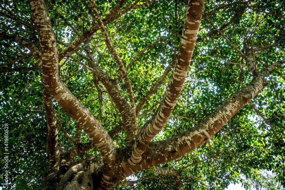 Fototapeta premium Green Trees top
