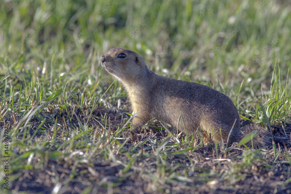 cute little gopher cute little gopher