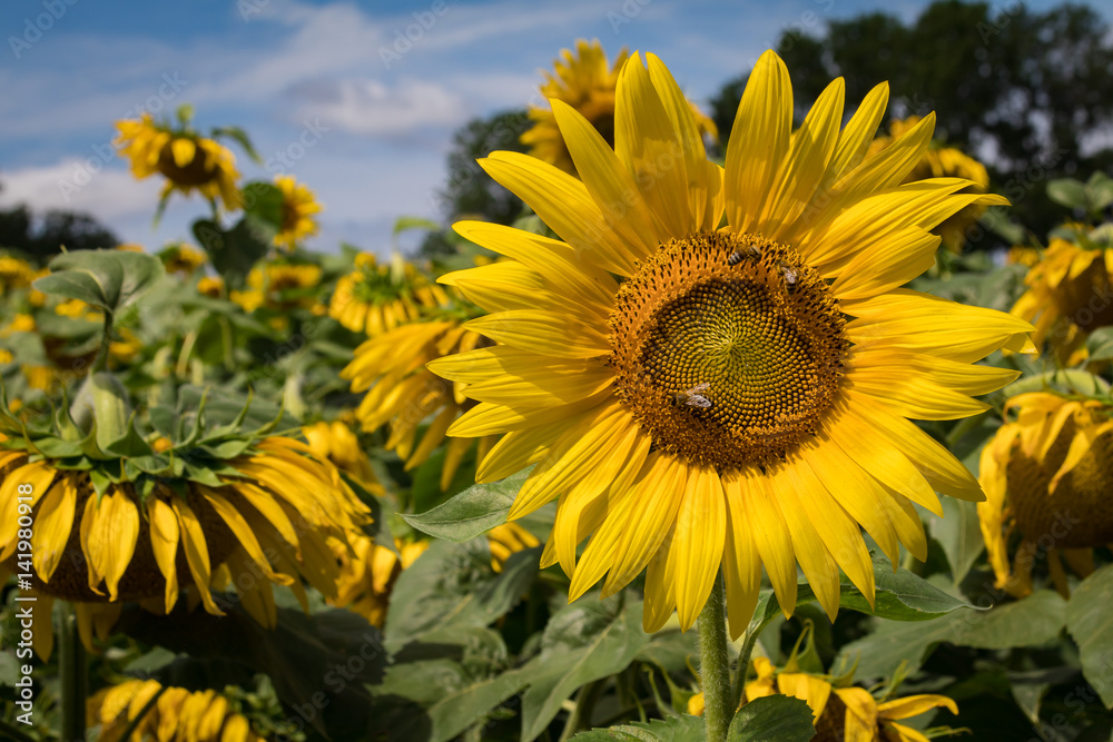 Obraz premium Sunflower field