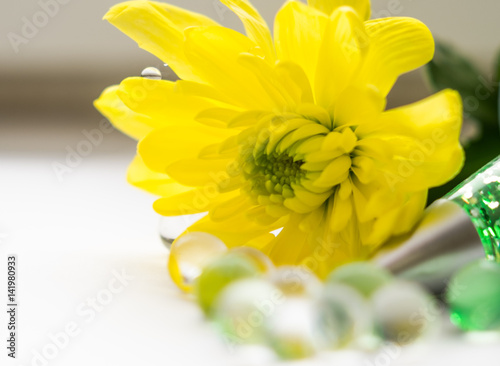 single yellow chrysanthemums close up macro