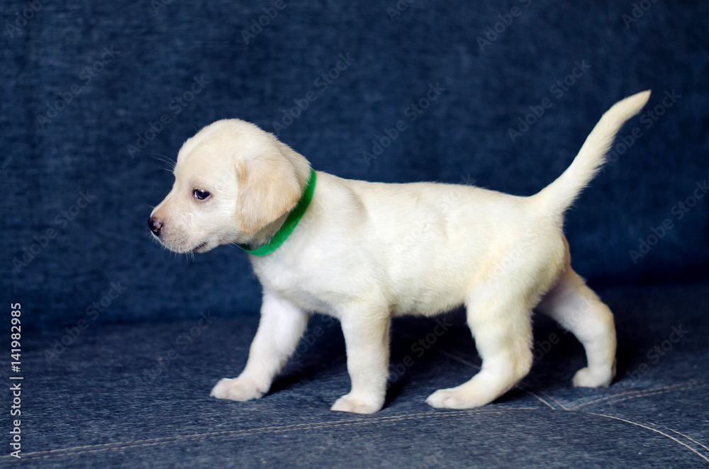 Labrador puppy goes on a denim sofa Labrador puppy goes on a denim sofa
