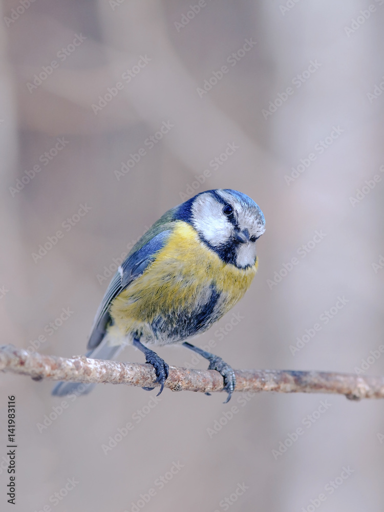 Obraz premium titmouse with beautiful feathers