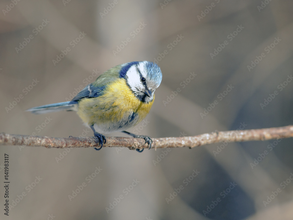 Obraz premium titmouse with beautiful feathers