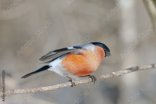 bullfinch bird with colorful plumage on a tree