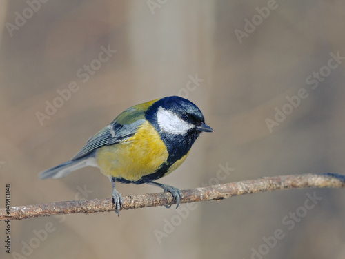 titmouse with beautiful feathers