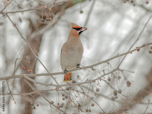 bird the Waxwing sits in tree and eats the berries
