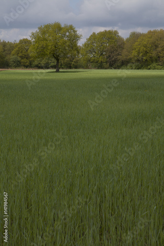 Field of grain. Orvelte Drente Netherlands. photo