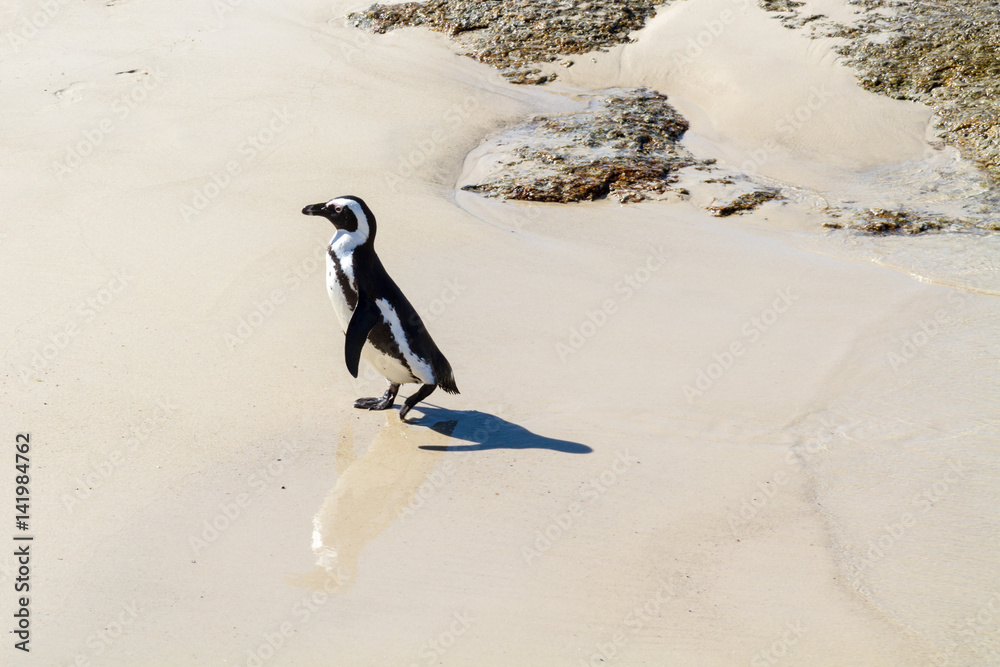 Fototapeta premium An African Penguin