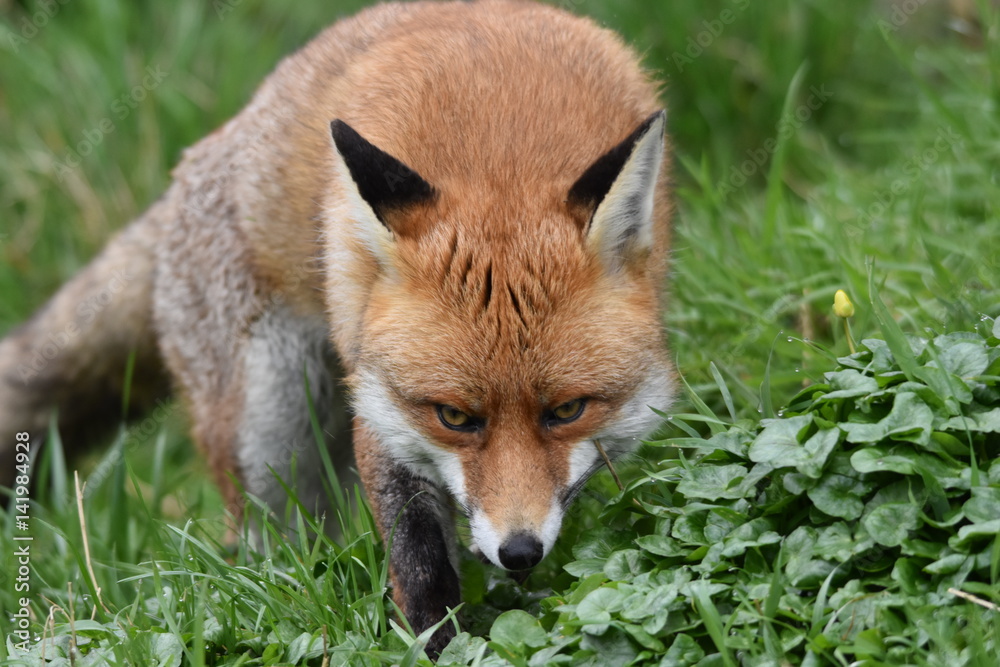 Wild Red Fox Southern England Wild Red Fox Southern England