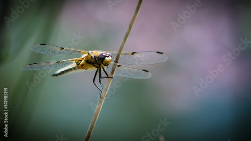 Dragonfly, colorful background © Helmut